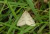 Aspitates ochrearia